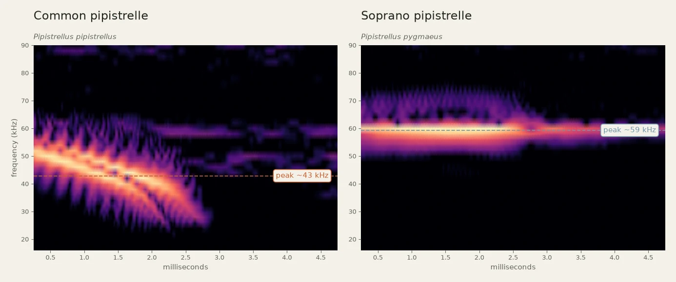 Spectrograms of a common pipistrelle pulse beside a soprano pipistrelle pulse, annotated at 43 and 59 kHz