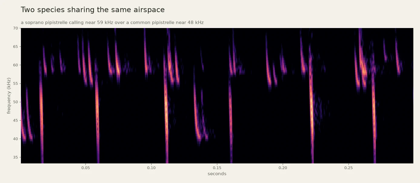 Spectrogram of 0.4 seconds containing two interleaved pipistrelle call trains, one near 59 kHz and one near 48 kHz